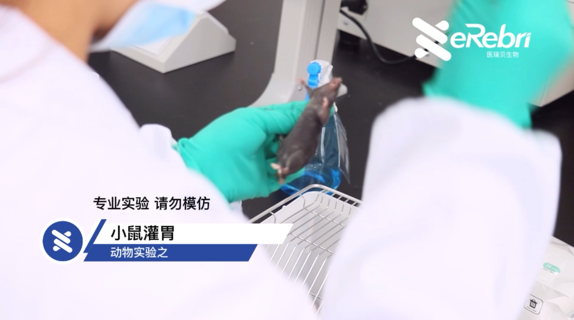 动物实验-小鼠灌胃