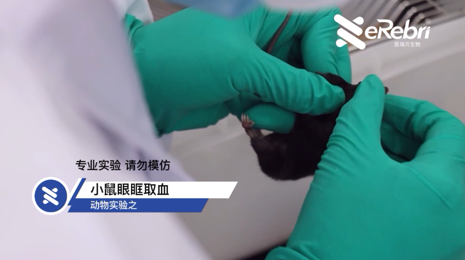 动物实验-小鼠眼眶取血