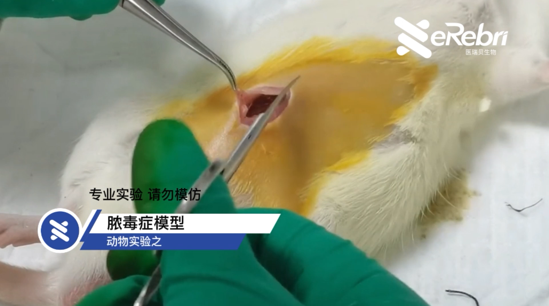 动物实验-脓毒症模型