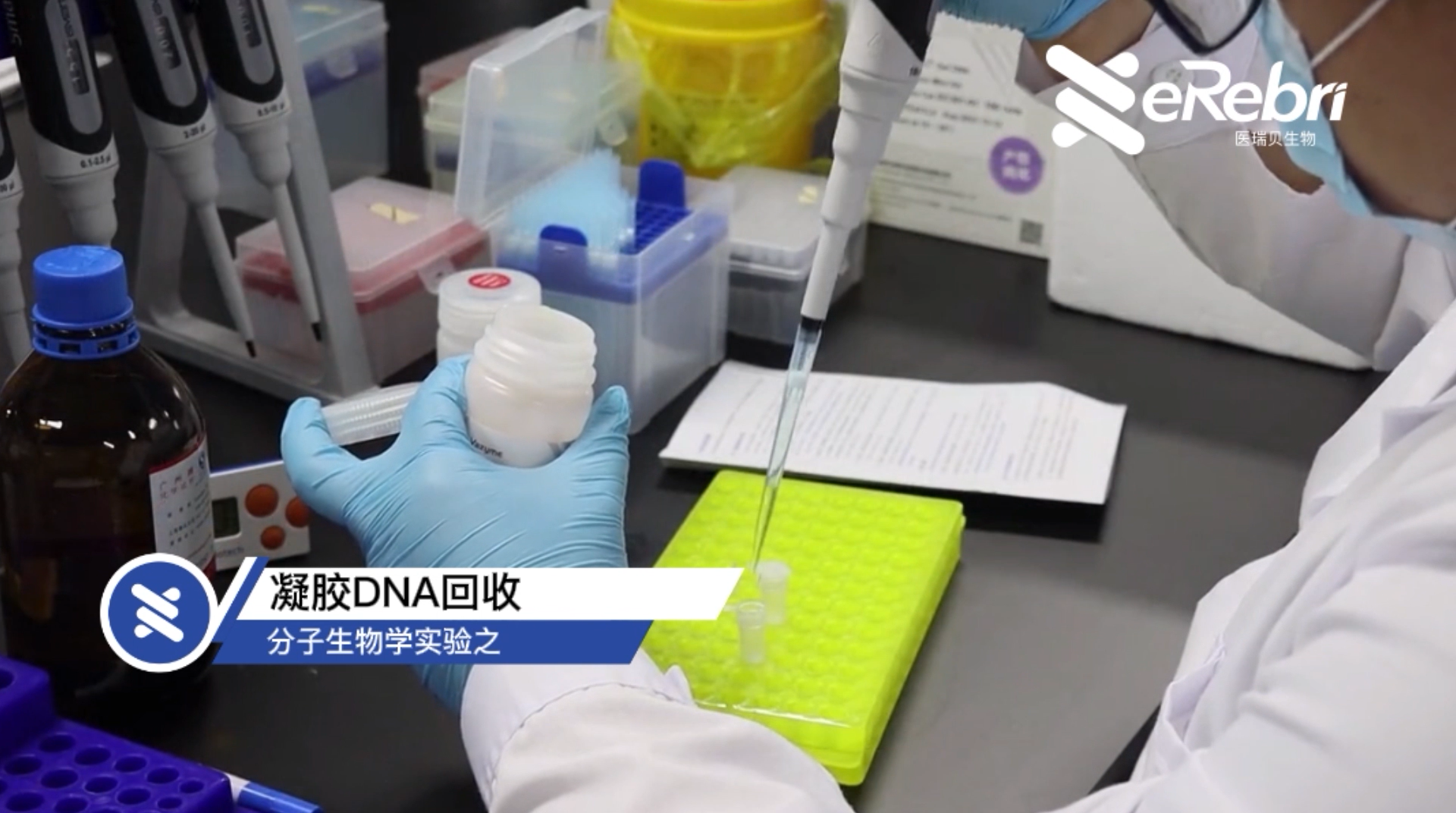 分子实验-凝胶DNA回收