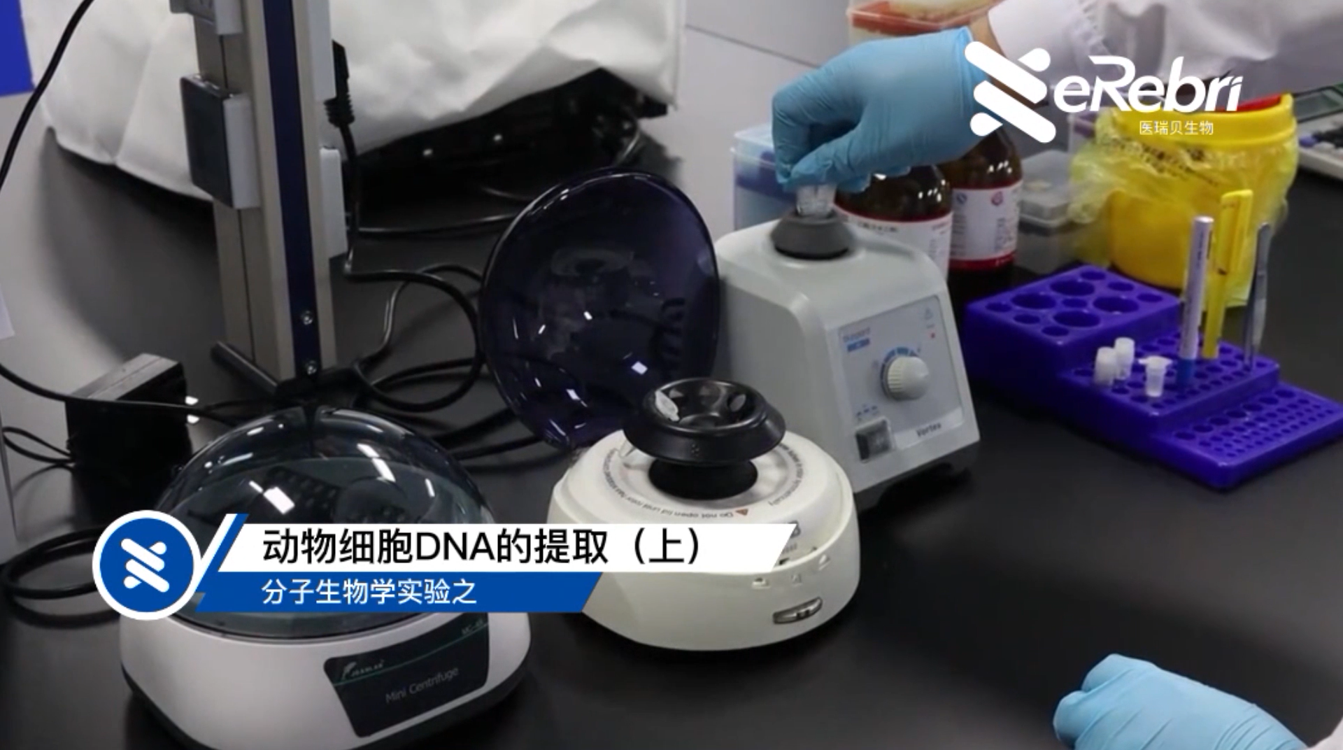 分子实验-动物细胞DNA的提取（上）