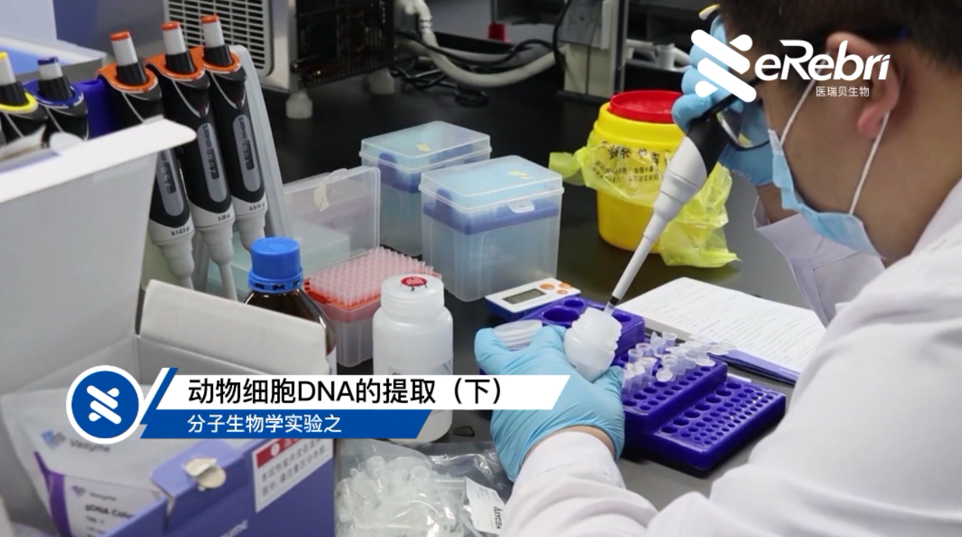 分子实验-动物细胞DNA的提取（下)