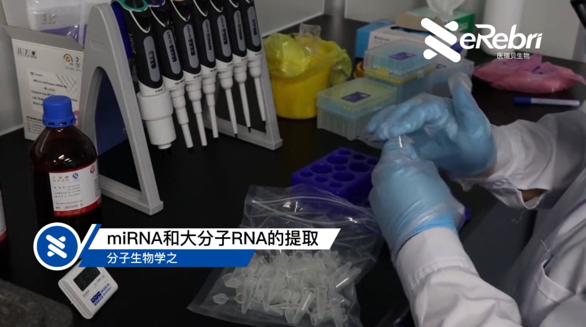 分子实验-miRNA和大分子RNA的提取（上）